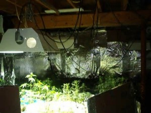 How to Grow Marijuana Indoors - Grow Room