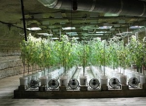 how to grow marijuana in hydroponics