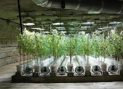 Growing Marijuana Indoors and Hydroponics