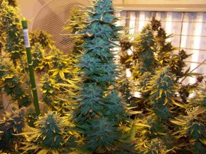 AK48 marijuana plant