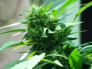 Northern-Light-x-Big-Bud-Marijuana-Seeds