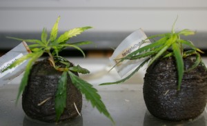growing marijuana from clones