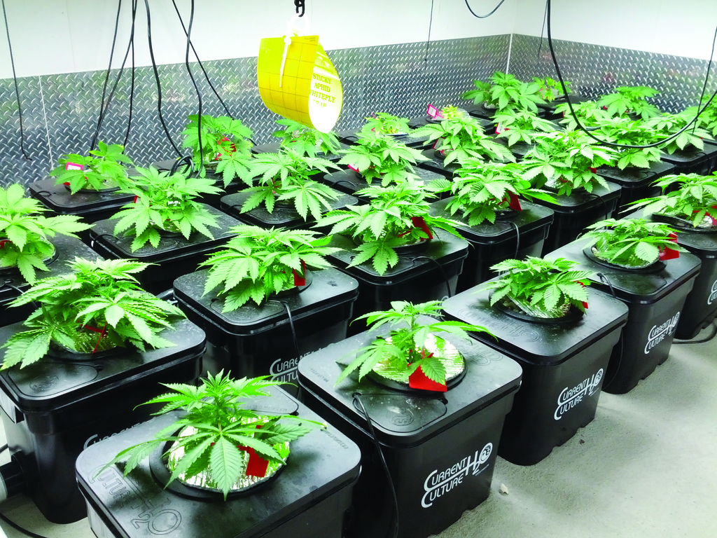 Guide on Hydroponics Marijuana Growing - Learn Growing ...