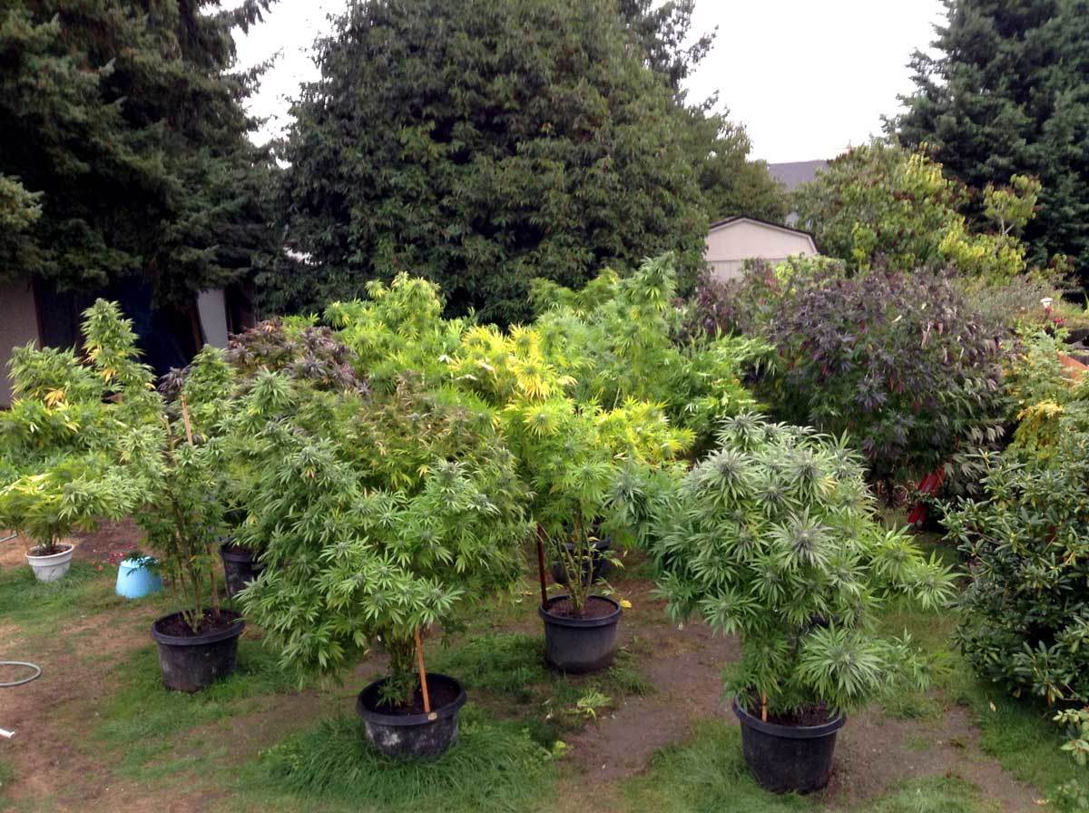 Best Autoflowering Strains for Outdoors Growing - Learn ...