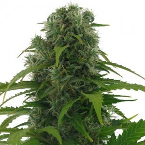 Afghan marijuana plant