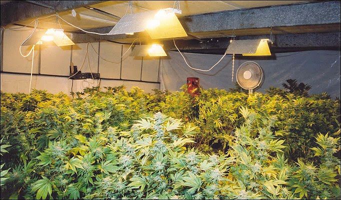 Best Grow Lights for Weed