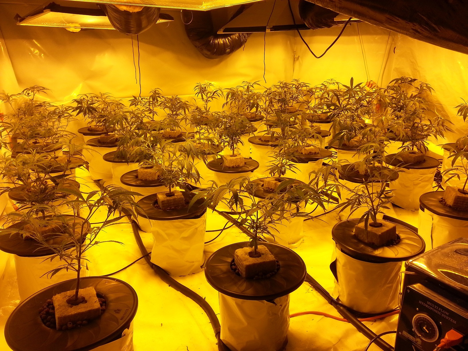 гидропоника выращивание марихуаны от и до