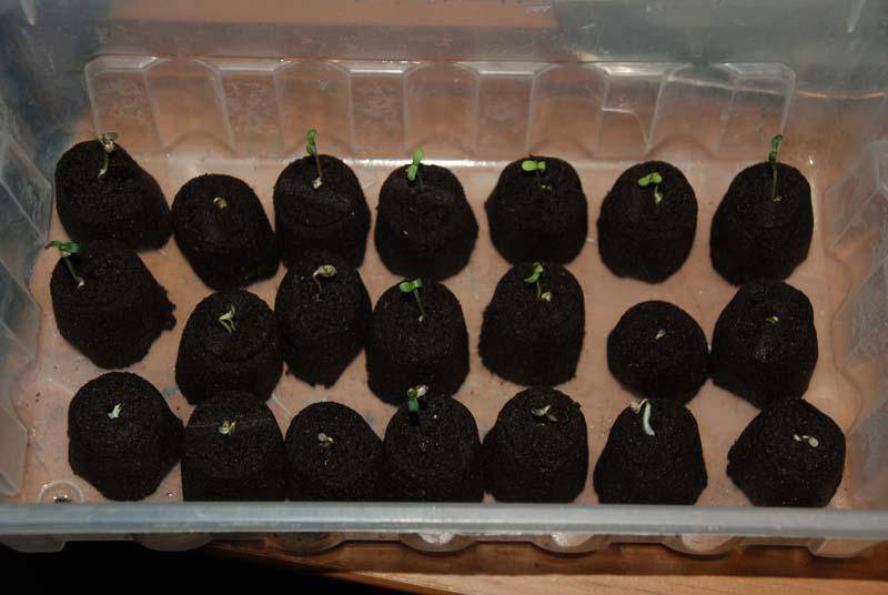 How to Use Rapid Rooter Plugs with Marijuana Seeds