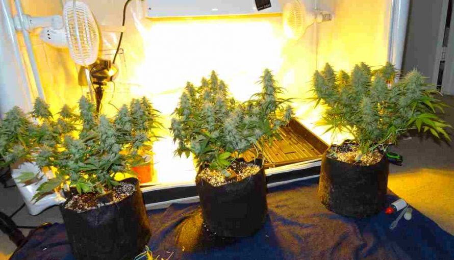 Superbox Grow Box Review Learn Growing Marijuana