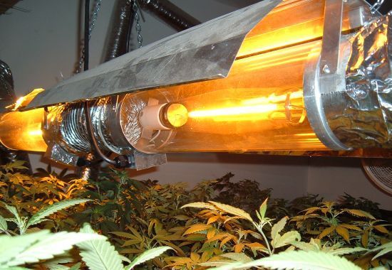 Best HID Grow Bulbs for Growing Cannabis