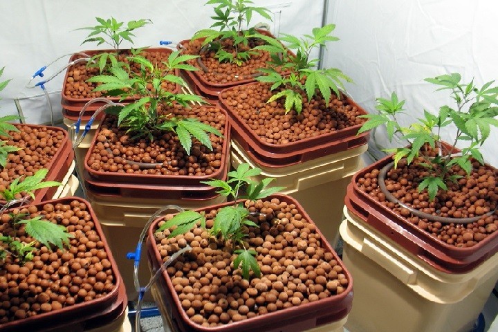 Hydroponic System for Weed 101 - Everything you Need to Know