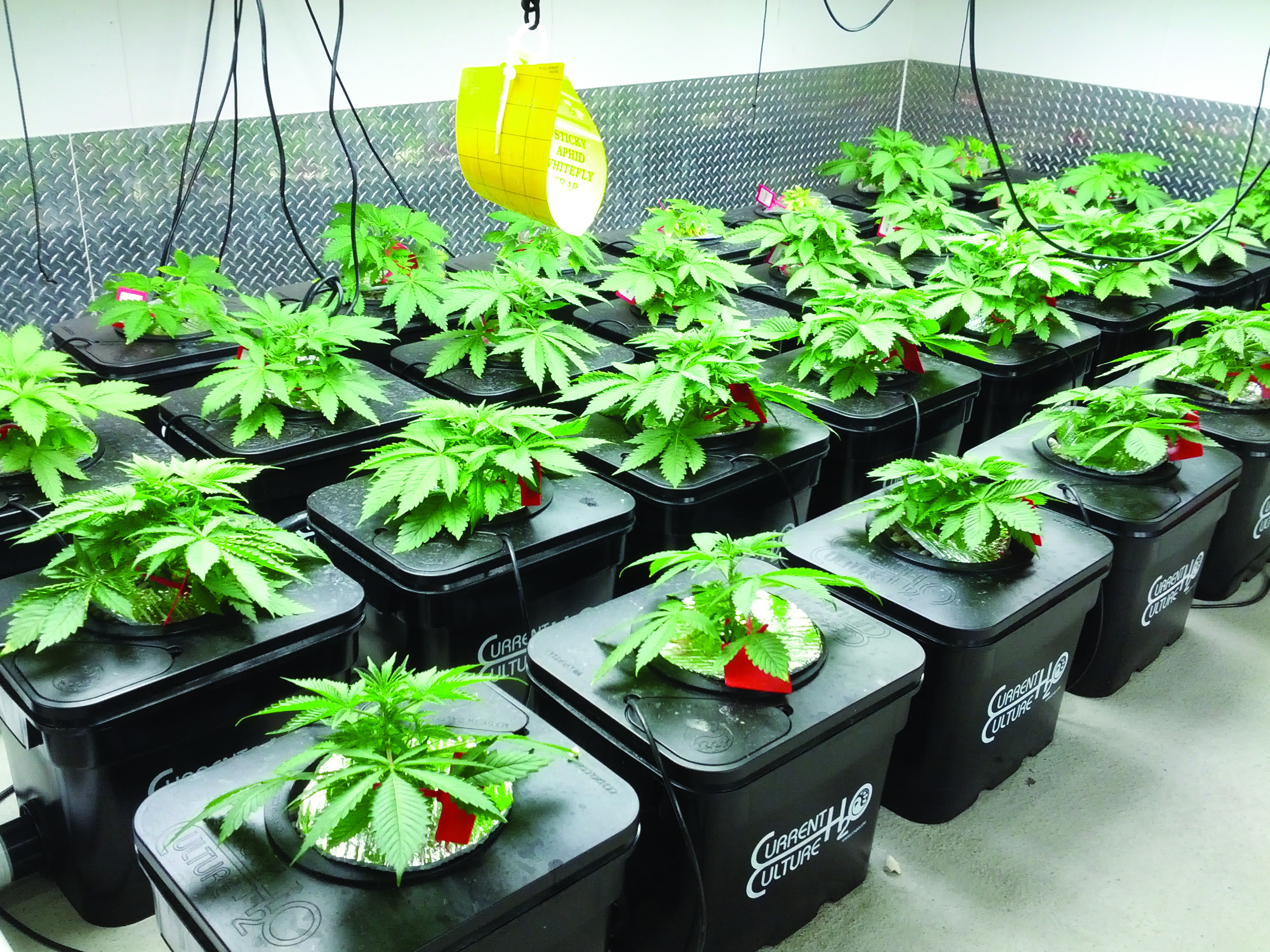 Выращивание марихуана гидропоника сорт конопли не имеющий запах