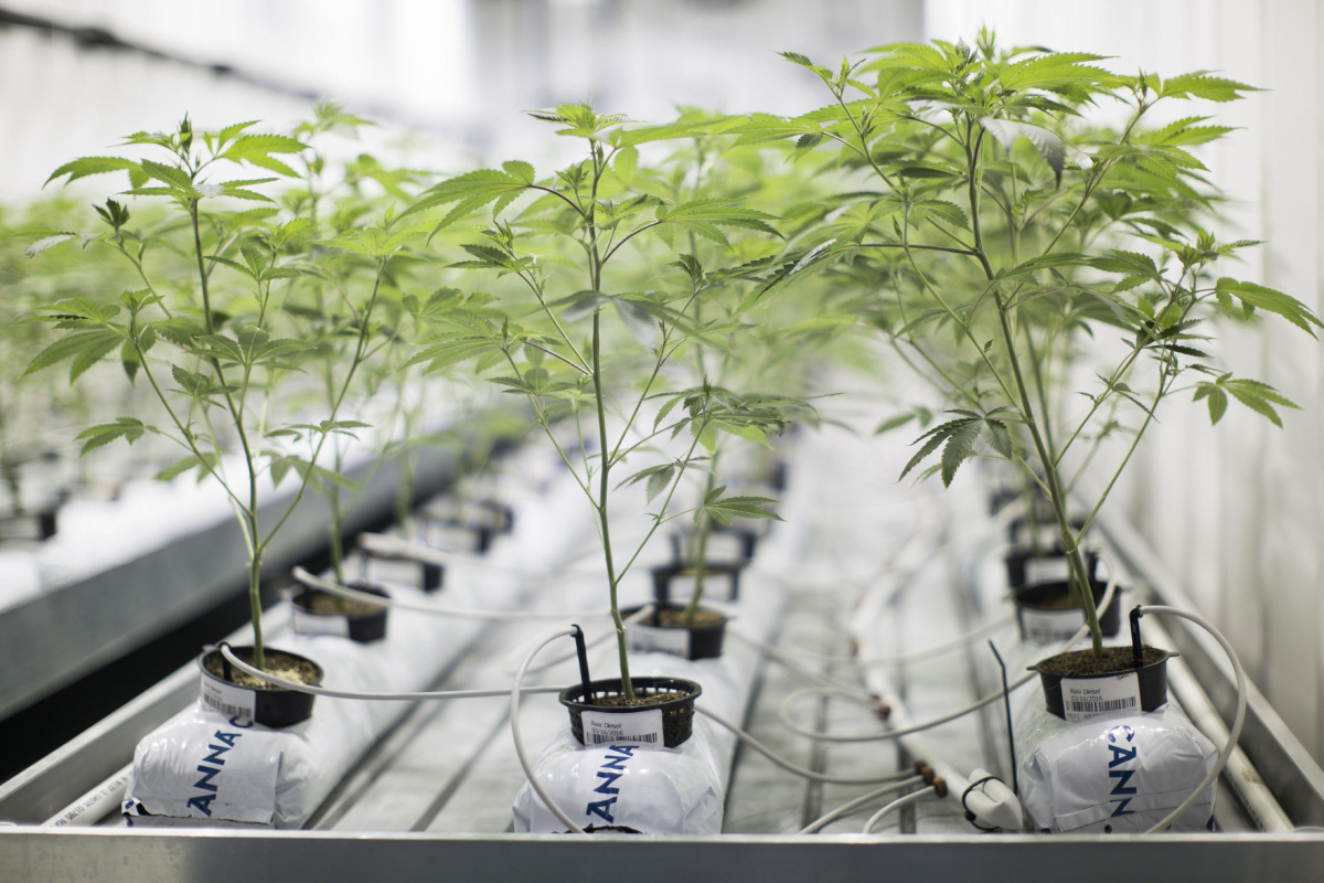guide-on-hydroponics-marijuana-growing