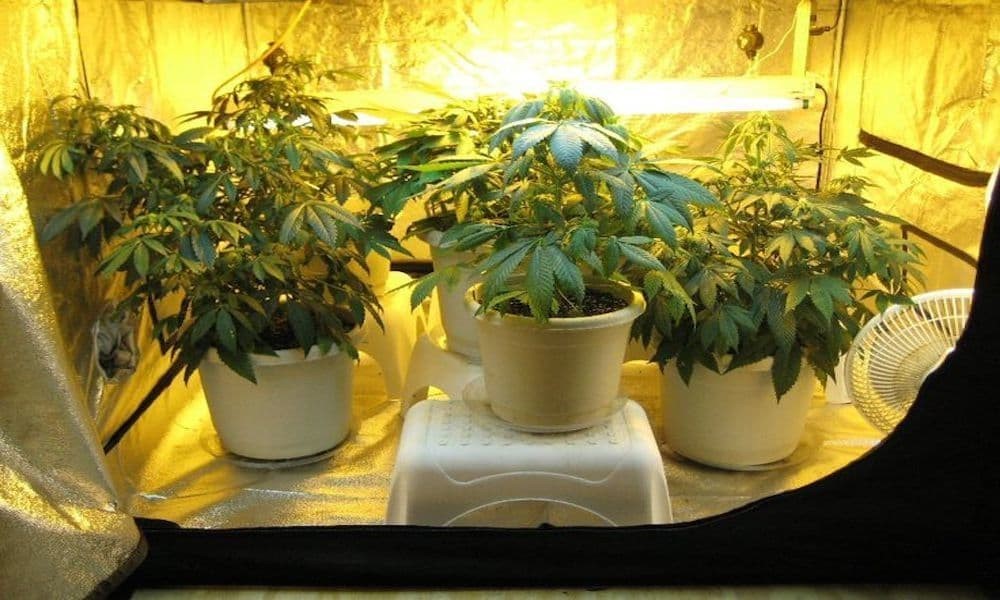How To Get Cheap Soil Grow Box For Marijuana Learn Growing Marijuana