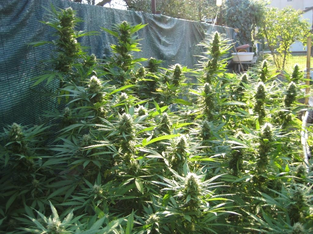 Best Nutrients for Flowering Cannabis Outdoors