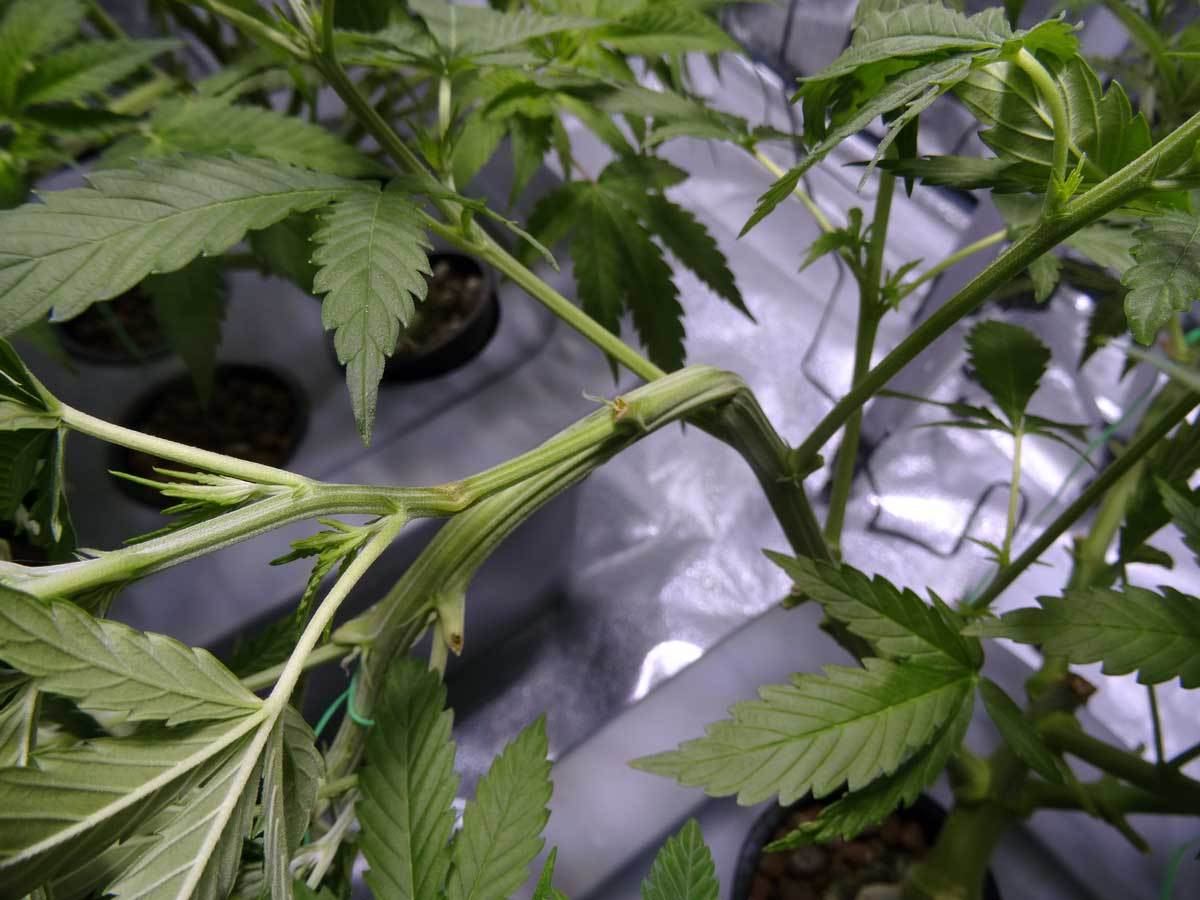 Super Cropping Main Stem of Cannabis Plants