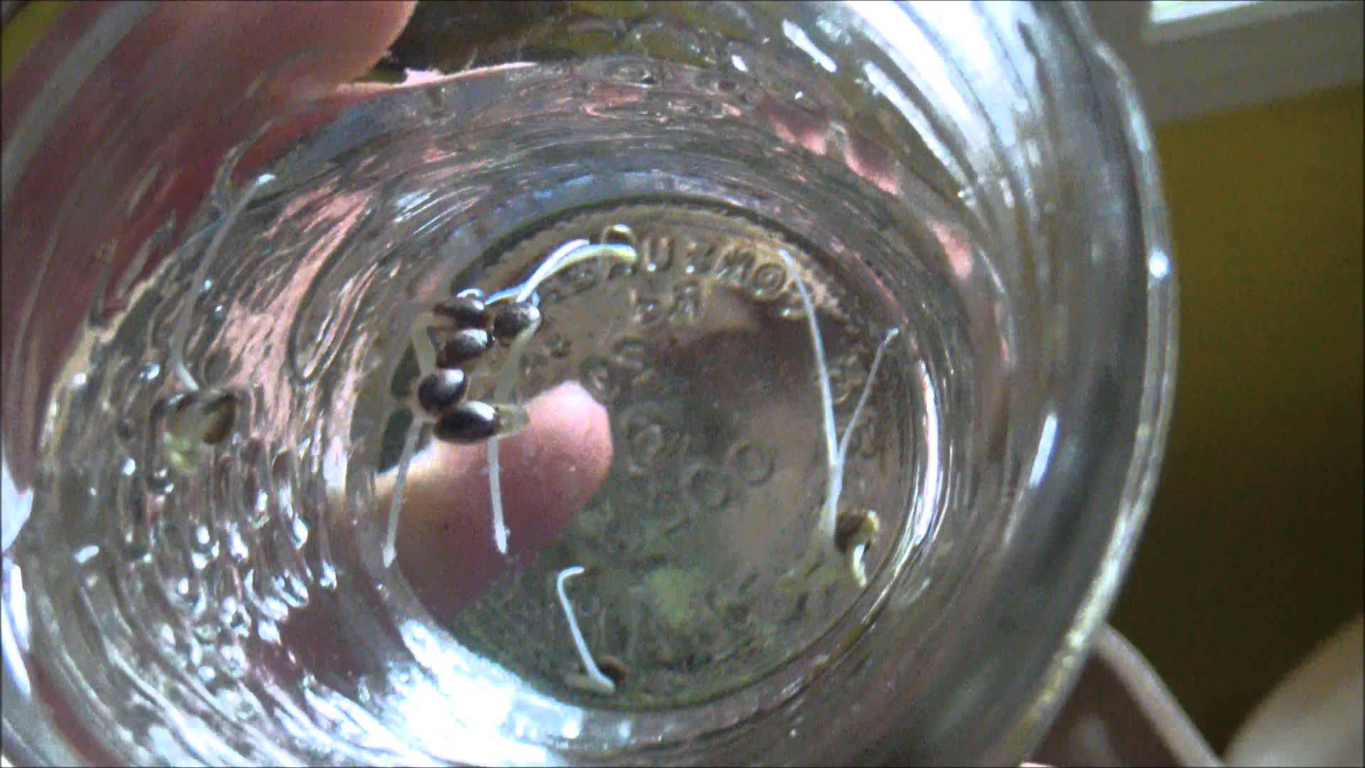 Germinating Weed Seeds in Cup of Water