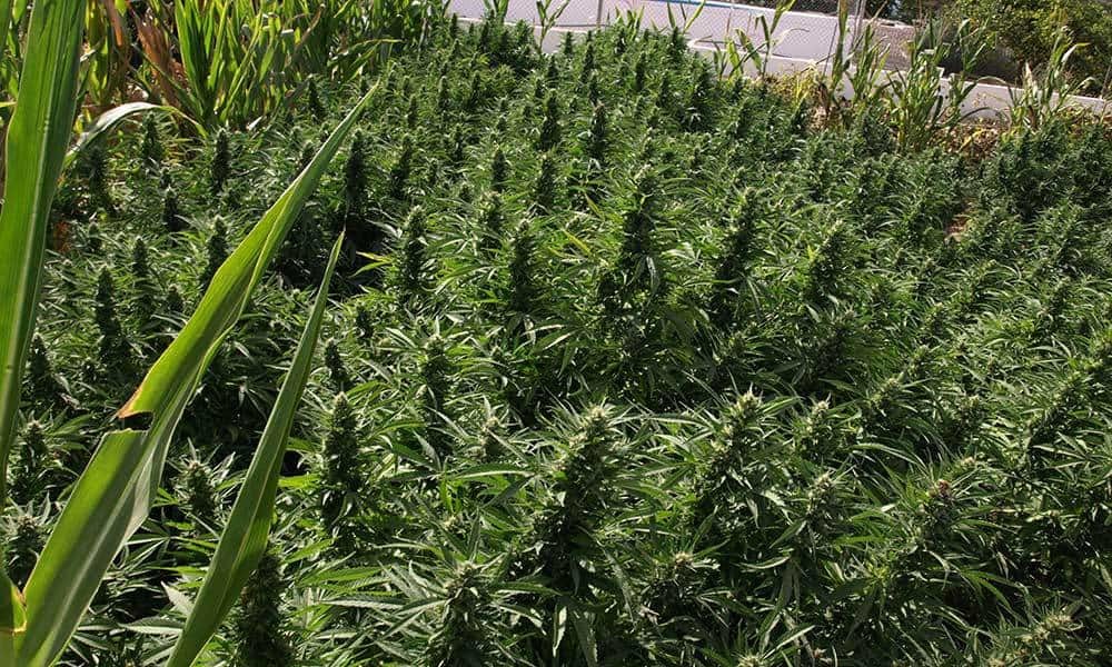 Easiest Marijuana Strains to Grow Outdoors