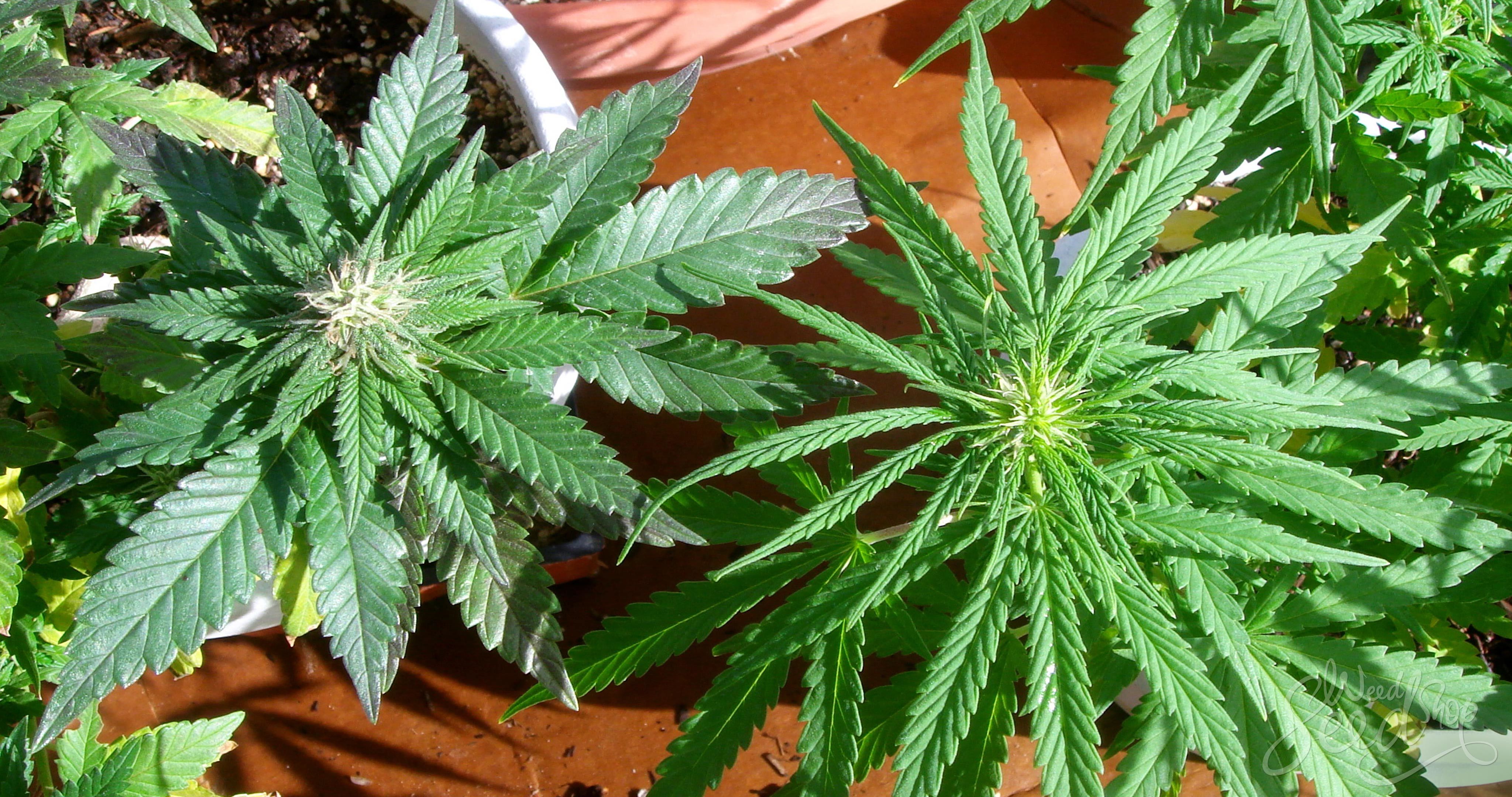 How to Grow Hybrid Weed
