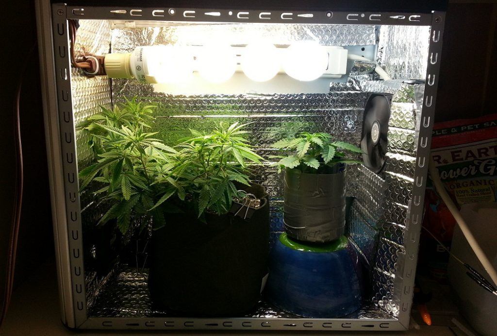 Как вырастить марихуану в гроубоксе как называют семена конопли