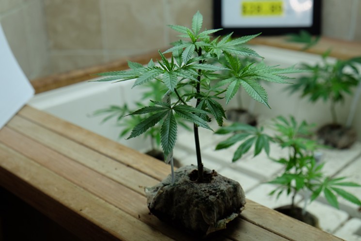 How to Clone Marijuana Plants