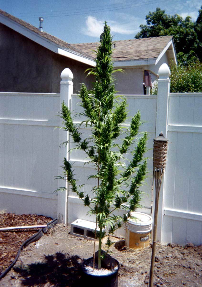 Outdoor Marijuana Strains Guide – What to Grow Outdoors