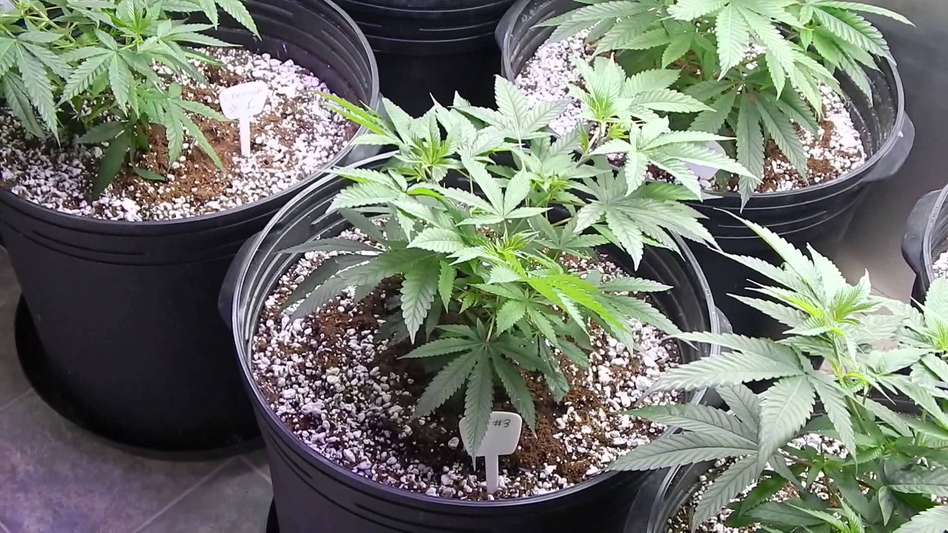 Organic Cal-Mag Cannabis