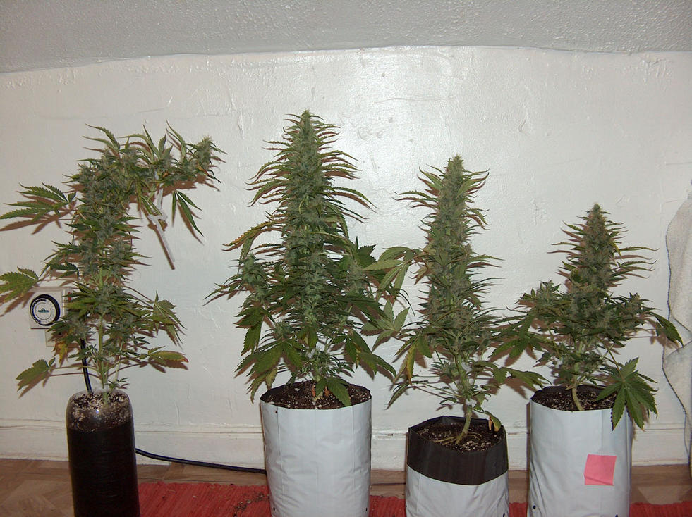 Autoflower in 5 Gallon Pots - Growing Marijuana