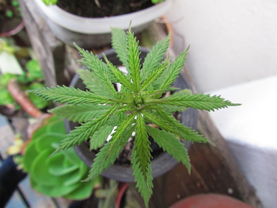 Best NPK for Vegetative Cannabis