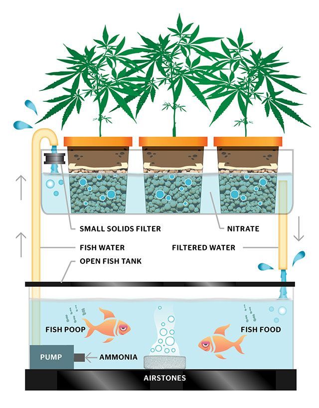 Aquaponics Continuous Flow Setup for Marijuana Growing