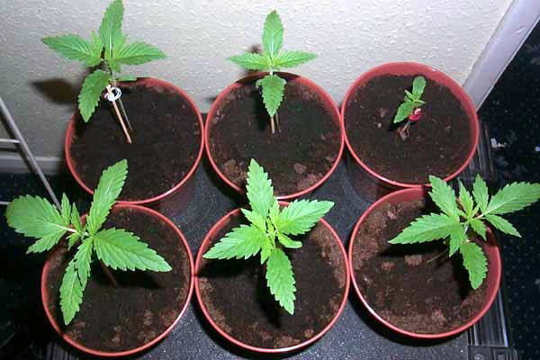 How to Take Good Care of My Baby Marijuana Plant
