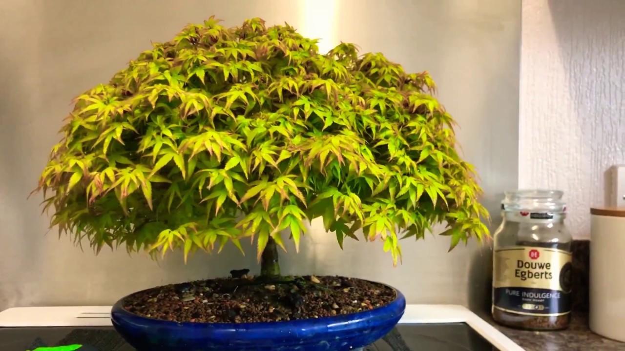marijuana bonsai