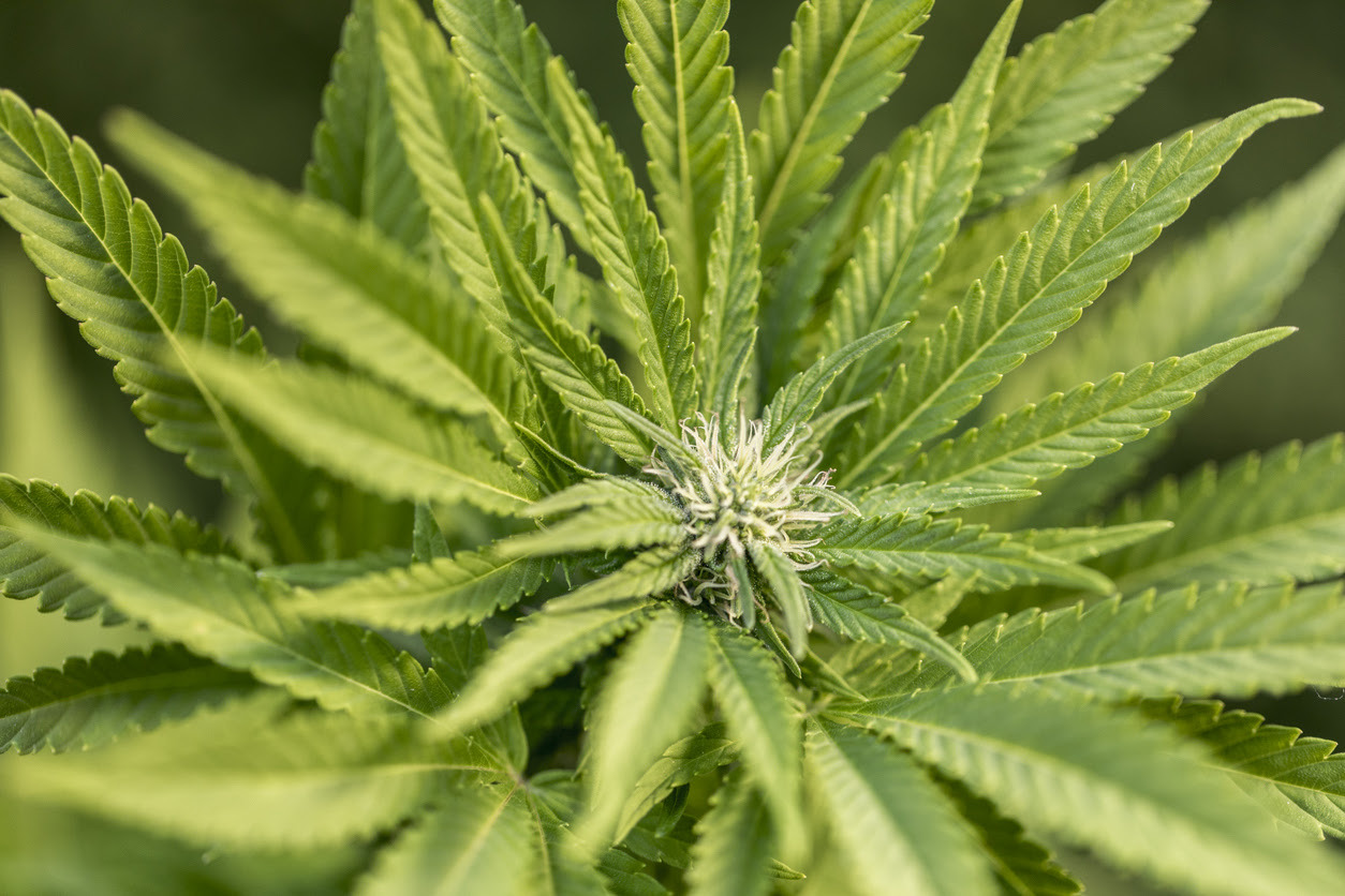 marijuana plant problems