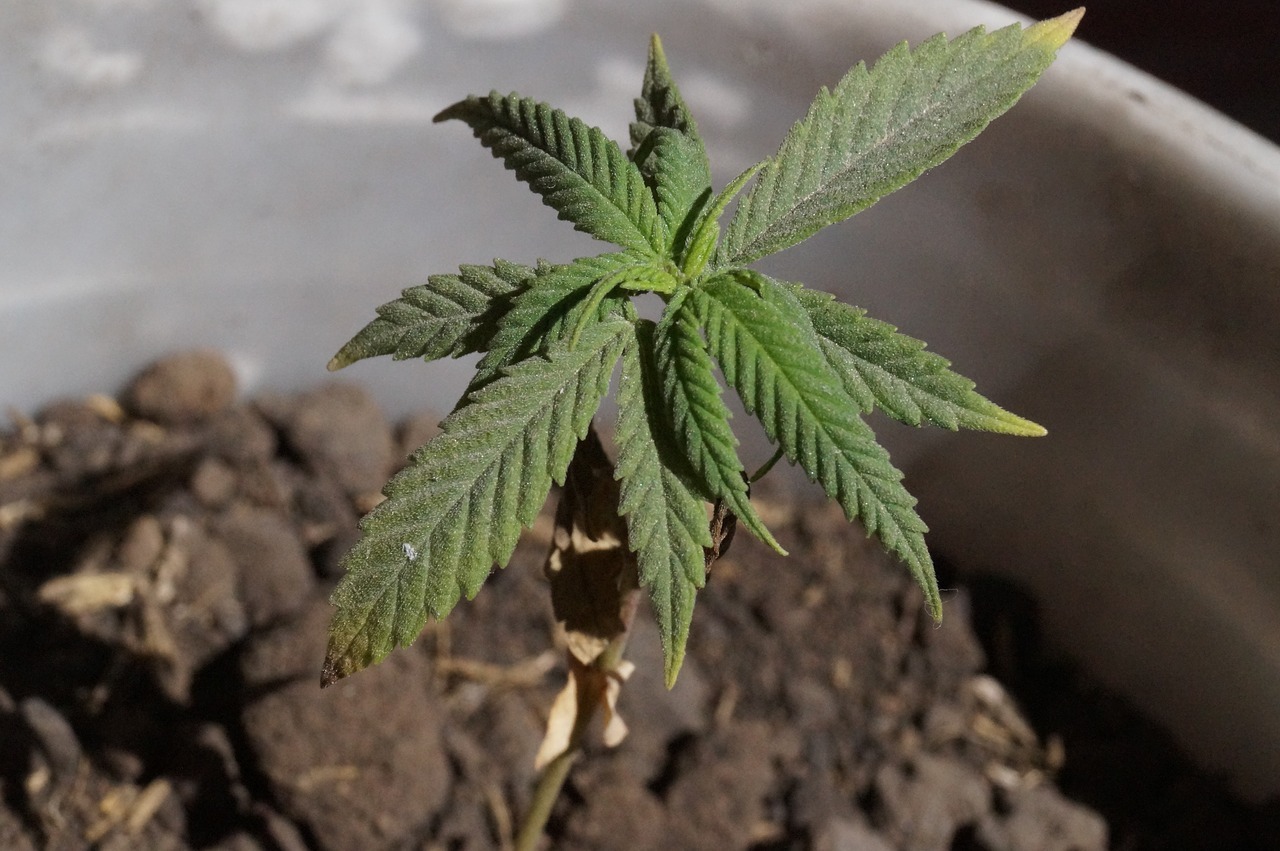 why is marijuana called pot